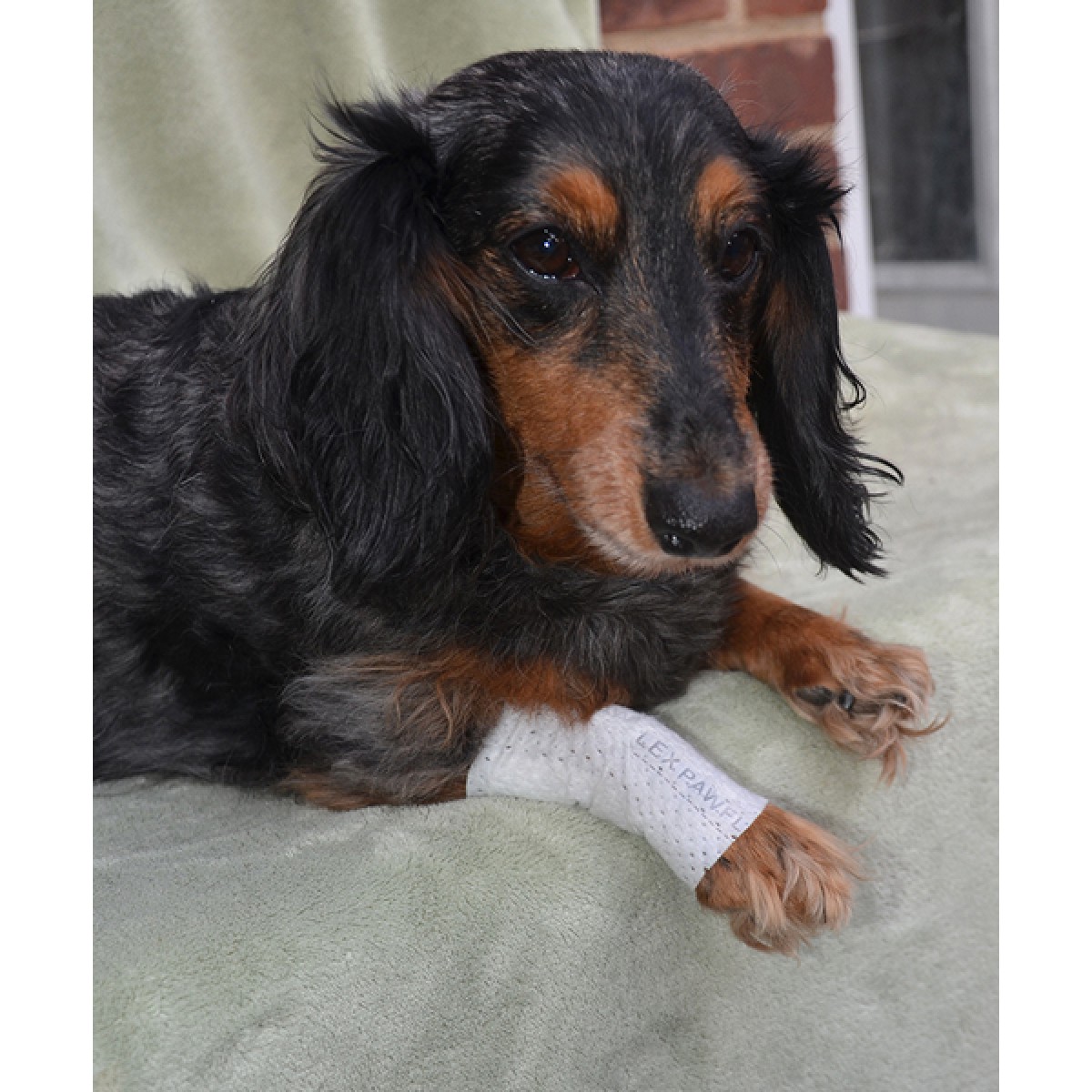 Pawflex bandages best sale