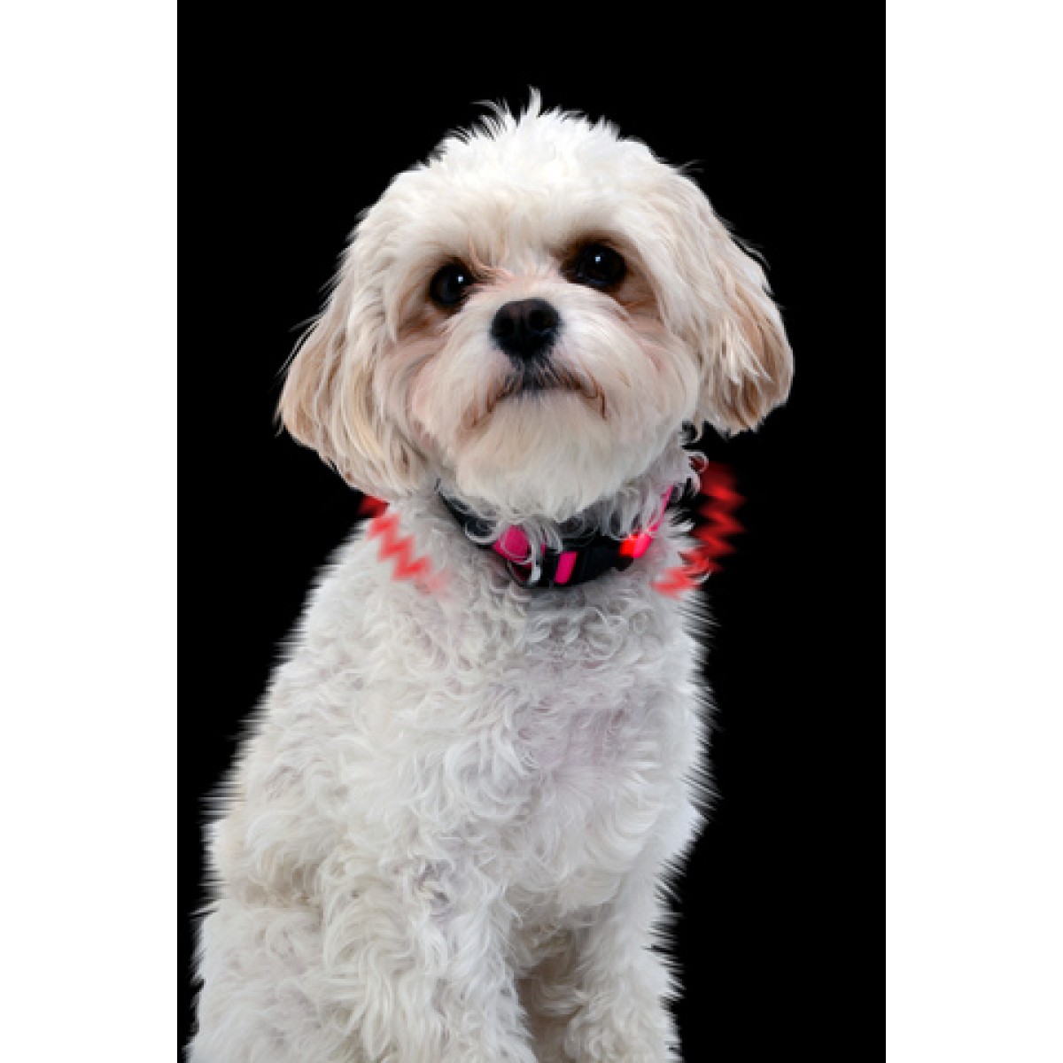 NITE IZE Innovative Accessories NI NiteDawg XS NiteDawg XS