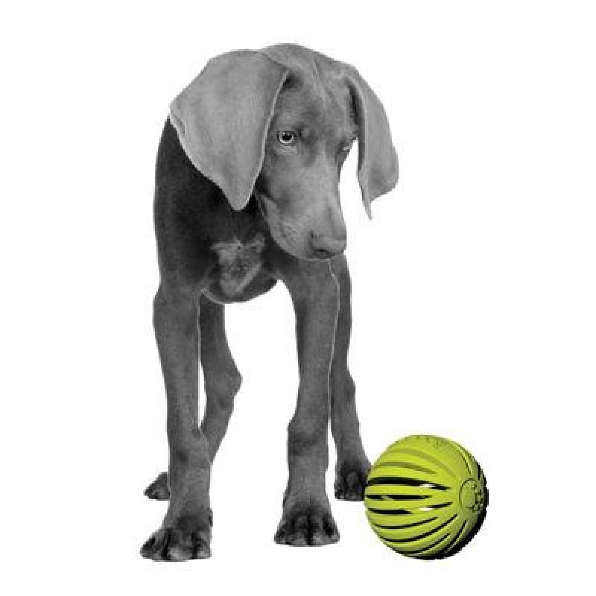 Jw pet company tanzanian mountain ball clearance