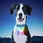 NITE IZE - Innovative Accessories - NI-PSLGR-07S-R6 - SpotLit XL Rechargeable Collar Light, disco select