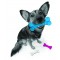 PETPROJEKT - Design and Fun for your Dog - DATA,IMAGE - Enabled