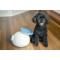 IFETCH - Ball Launcher - IF-iFetch-kl - iFetch Ball Launcher for Dogs