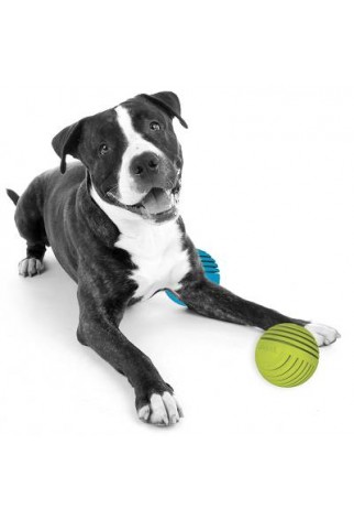 PETPROJEKT - Design and Fun for your Dog - DATA,IMAGE - Enabled