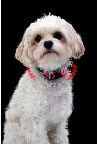 NITE IZE - Innovative Accessories - NI-NiteDawg XS - NITE DAWG XS LED Hundehalsband