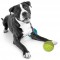 PETPROJEKT - Design and Fun for your Dog - DATA,IMAGE - Enabled