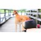 Lishinu - the leash in you - LI-LISHINU - Lishinu, retractable dog leash