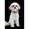 NITE IZE - Innovative Accessories - NI-NiteDawg XS - NiteDawg XS LED Dog Collar