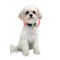 NITE IZE - Innovative Accessories - NI-NiteDawg XS - NiteDawg XS LED Dog Collar
