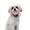 NITE IZE - Innovative Accessories - NI-NiteDawg XS - NiteDawg XS LED Dog Collar