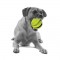 PETPROJEKT - Design and Fun for your Dog - PP-Skrubal - Skrubal