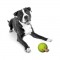 PETPROJEKT - Design and Fun for your Dog - PP-Tretbal - Tretbal